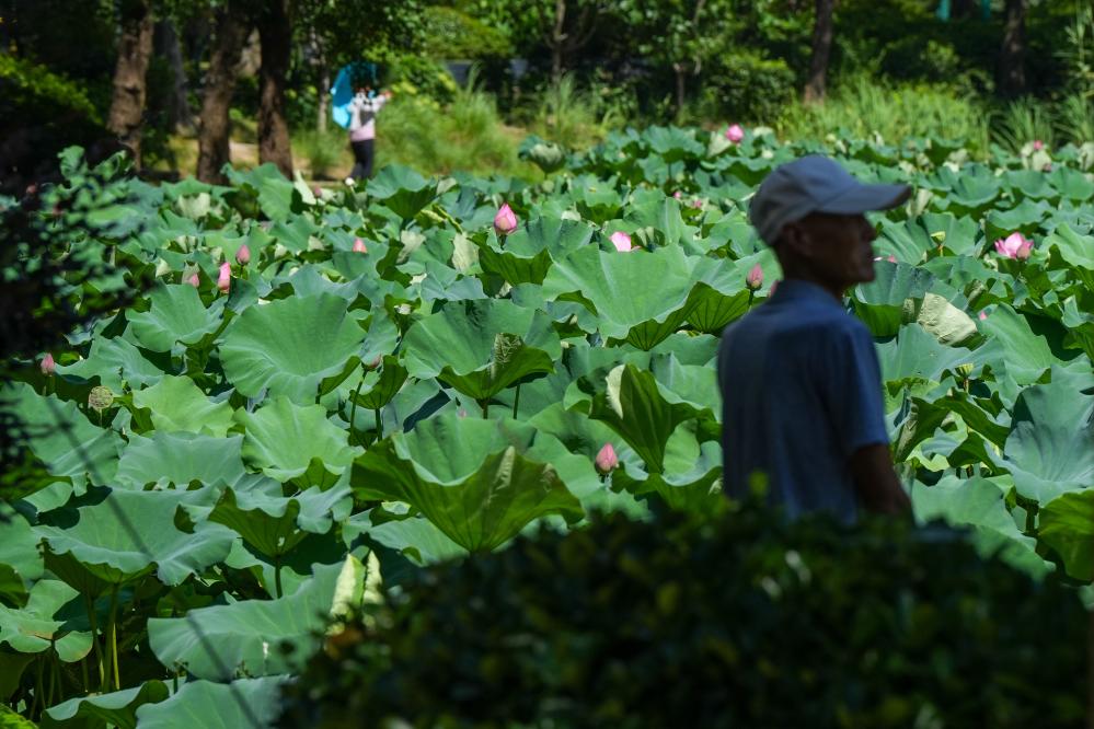 江蘇無錫：夏日荷韻濃